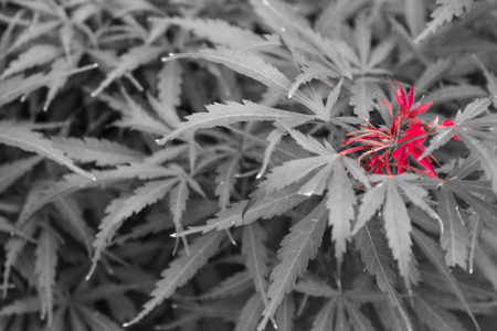 Weed texture with a red flower growing from themの写真素材