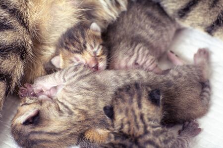 Newborn, adorable kittens suckling, playing and sleeping in their mother cat's furの写真素材