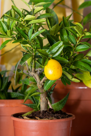 Limequat floridana citrus lemon tree in a small pot. This is a dwarf citrus tree that produces edible lemonsの写真素材
