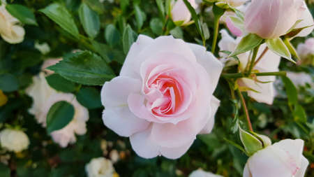 Rose in the garden. Flower rose illuminated by sunlight on a green background.の写真素材