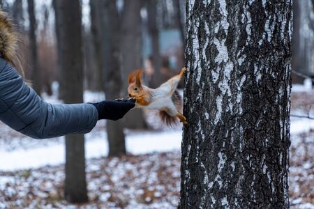 Fluffy wild squirrel from a city park in winter jumps on his hands for the sake of pine nutsの写真素材