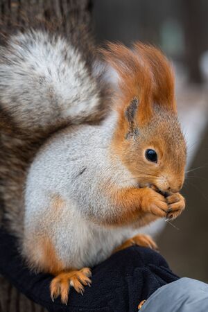 Fluffy wild squirrel from a city park in winter sits on his hand and eats pine nutsの写真素材