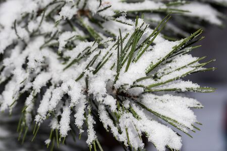 Winter pine needles of pine on which there is a lot of snow macro closeup photoの写真素材