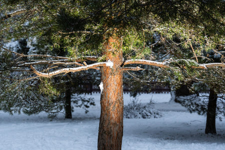 Illuminated pine trunk in the evening in a winter snowy city park beautiful wood backlight