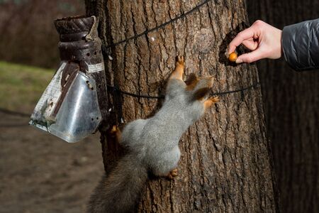 Squirrel on a tree with a feeder in the forest trying to grab a nut from his handsの写真素材