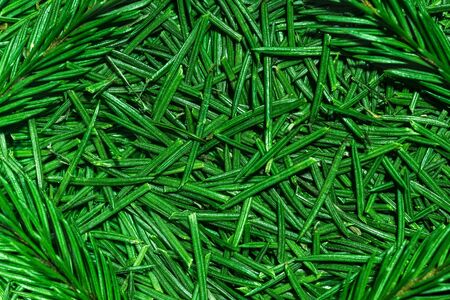 Bright green spruce needles and sprigs for New Year s cardsの写真素材