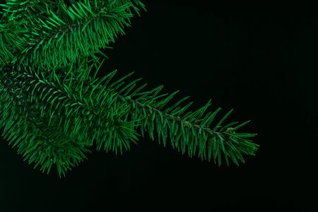 Hanging green branches of spruce on a black backgroundの写真素材