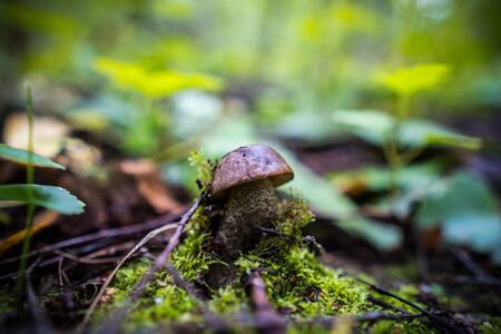 Forest edible mushroom lat. Leccinum scabrumの写真素材