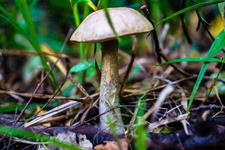 Wild boletus mushroom hiding in the grassの写真素材