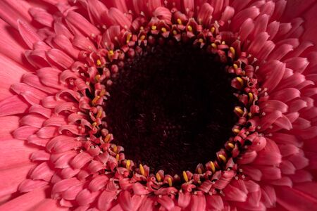 Red and pink gerbera flowers on a blue background Close upの写真素材