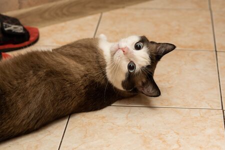 white-brown domestic cat with blue lies on the floor and looks at the camera, closeupの写真素材