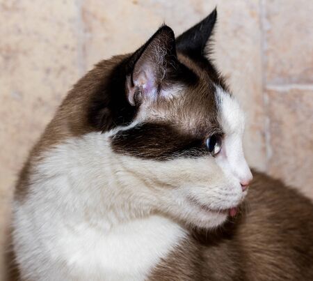 white-brown domestic cat with blue sits on the floor and shows tongue, closeupの写真素材
