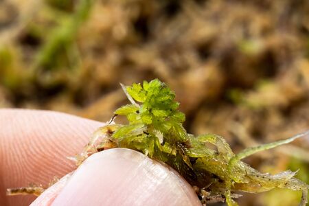 wet marsh sphagnum moss, for planting and fertilizing plants, macro photoの写真素材