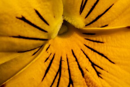 Multi-colored flowers, violet tricolor or Pansies, macro photo.の写真素材