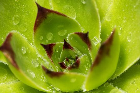 Wasp sits on a white flower and collects pollen, macro photoの写真素材