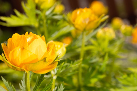 a glade of yellow buttercup flowers Trollius close up