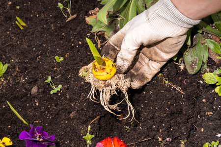 planting sprouted gladiolus in open ground. Hand in a glove