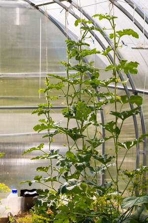 watermelons with yellow flowers in a greenhouse are grown on a ropeの写真素材