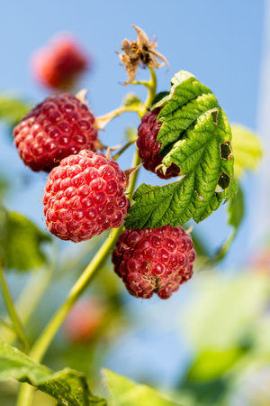 Red, juicy raspberries on a bush on a sunny summer day against the sky.