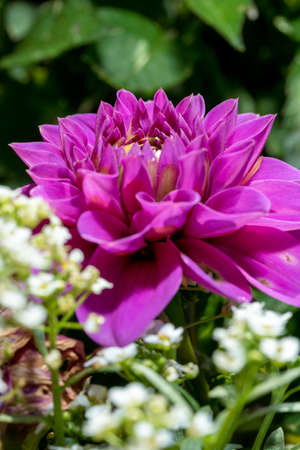 Purple dahlia flower on a background of green leaves and white flowers, close-up.の写真素材