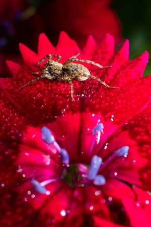 Spider on petals bright red flower mini cloves, macroの写真素材