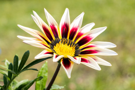 Lonely gatsania flower with yellow center and white-red petals, close upの写真素材