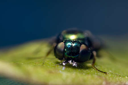 A fly insect with multicolored eyes fell into the pool and now dries in the sun, macro photo.の写真素材
