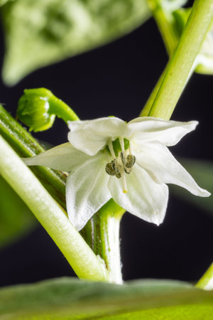 A bush of homemade pepper in a red pot with white flowers, close-up.