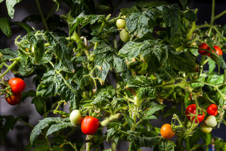 Red cherry tomatoes are heart shaped and grow at home. Small tomato bushes, close-up.の写真素材