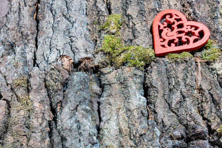 red heart with a pattern on the bark of a tree with moss, close-up