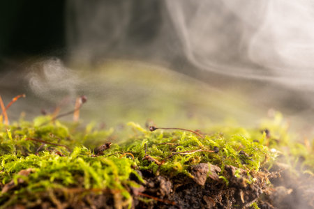 Fog in the forest, fresh morning in the forest, green moss, macro.