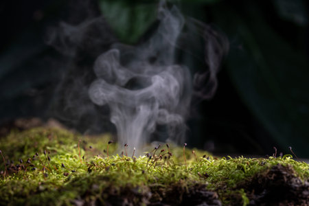 Fog in the forest, fresh morning in the forest, green moss, macro.
