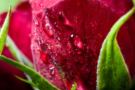 Small buds of red roses with water drops, close-up.の写真素材