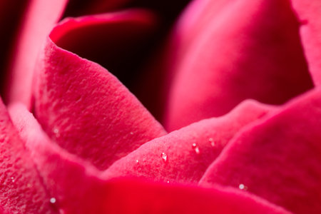 Small buds of red roses with water drops, close-up.