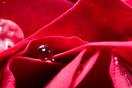 Small buds of red roses with water drops, close-up.の写真素材