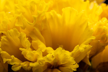Yellow daffodils. Bouquet of narcissus flowers, on a black background. Close-upの写真素材