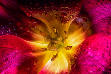 Red yellow tulip after the rain. Water dropsの写真素材