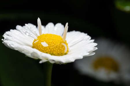 White daisy petals after rain.の写真素材