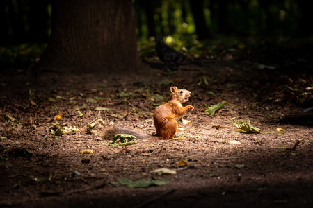 A lonely squirrel sits on the ground in the forest under the rays of the sun. Pigeon in the back.