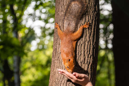 The squirrel went down the tree to eat from the girl's hand. Tame squirrels in the forest.の写真素材