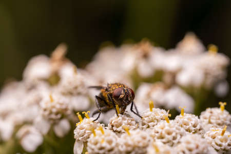 Fly on small white flowers collects pollen.の写真素材