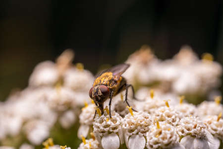 Fly on small white flowers collects pollen.の写真素材