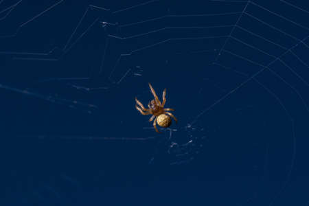 Spider sits on a web against a blue sky, macro.の写真素材