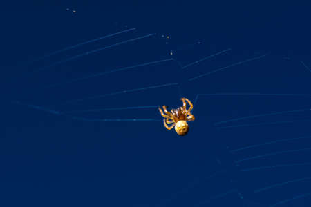 Spider sits on a web against a blue sky, macro.の写真素材