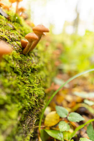 Full moon in the dark, visible through the cloudsの写真素材