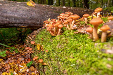 Full moon in the dark, visible through the cloudsの写真素材