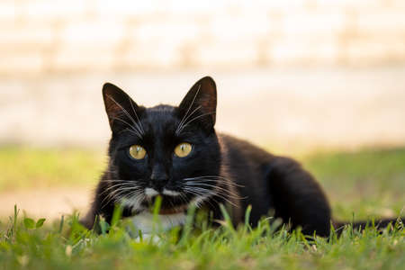 A black cat with a white mustache and yellow eyes, hiding in the grassの写真素材