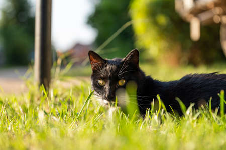 A black cat with a white mustache and yellow eyes, hiding in the grassの写真素材