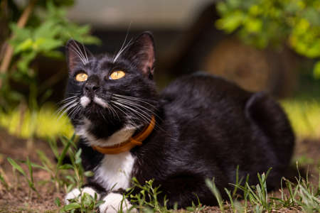 A black cat with a white mustache and yellow eyes, hiding in the grassの写真素材