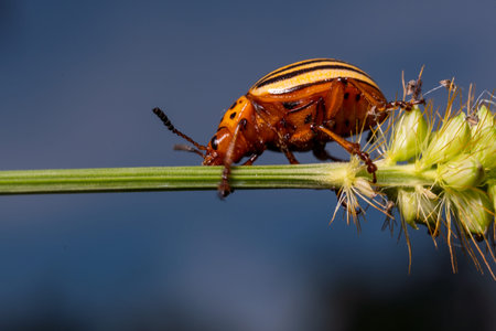 Beetle Leptinotarsa decemlineata, macro frame, sits on the grass against the sky